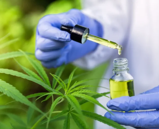 Resolução da Anvisa amplia uso da Cannabis medicinal no Brasil; confira as alterações